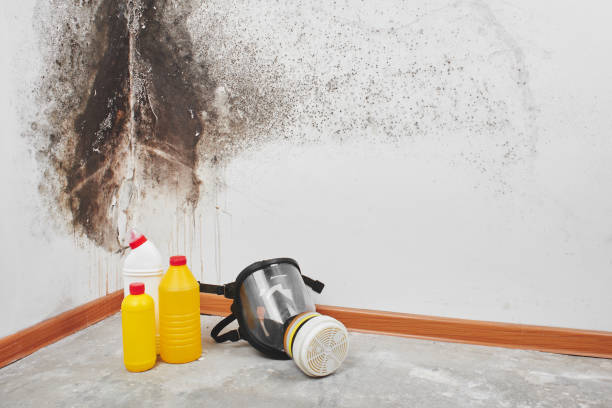 Best Kitchen Mold Remediation in Colville, WA