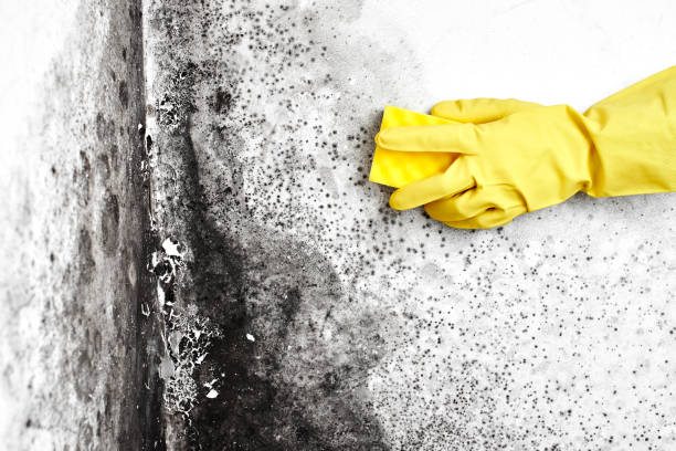 Best Localized Mold Remediation (e.g., coastal areas, humid climates) in Colville, WA