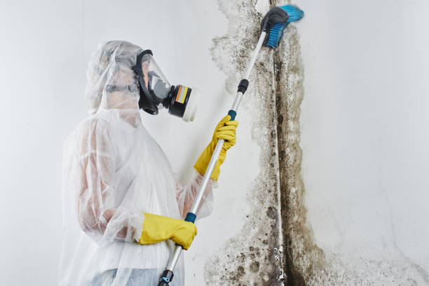 Best Bathroom Mold Remediation in Colville, WA