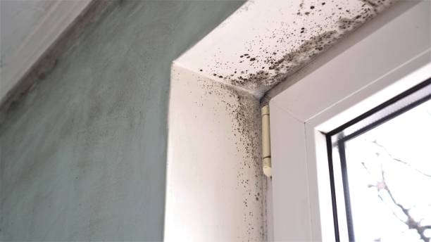 Best Mold Remediation for Schools in Colville, WA