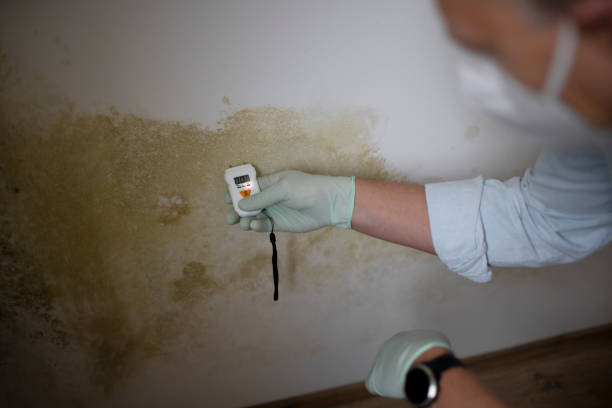 Best Residential Mold Remediation in Colville, WA