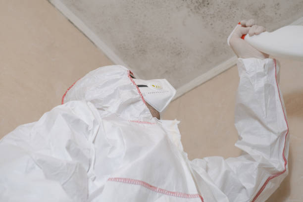 Best Post-Flood Mold Remediation in Colville, WA