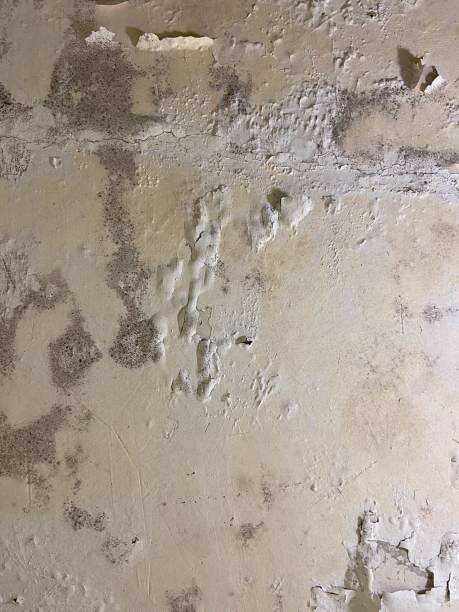 Best Post-Flood Mold Remediation in Colville, WA