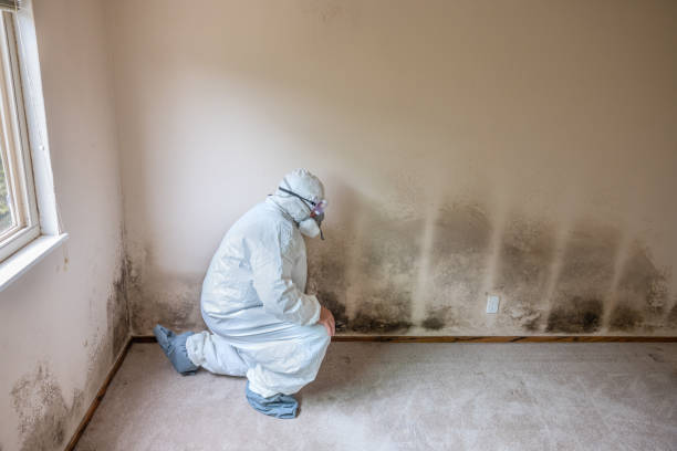 Best Bathroom Mold Remediation in Colville, WA