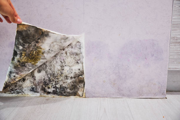 Best DIY Mold Remediation Support Services in Colville, WA